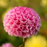 آدرس سایت همسریابی سایت هلو چیست؟