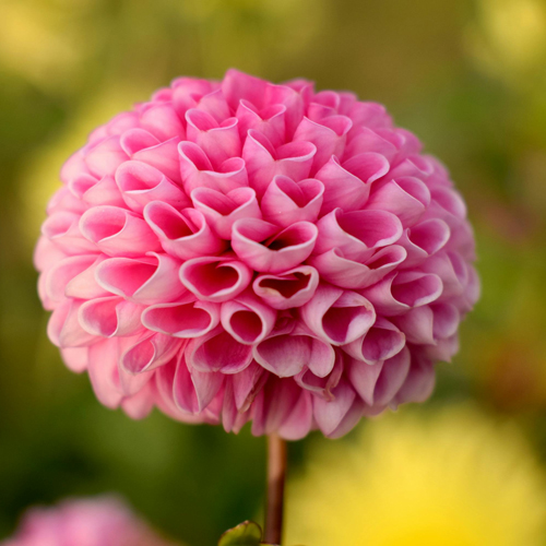 سایت همسریابی سایت هلو